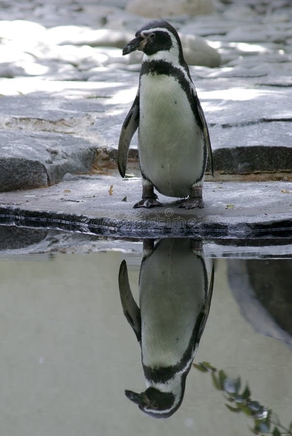Mirror Image: Penguins 50