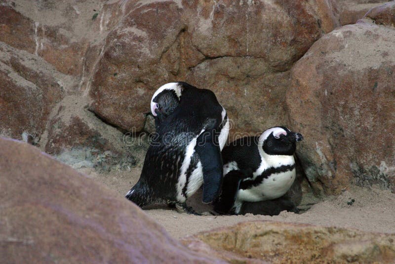 Penguin Parents Picture. Image 187933