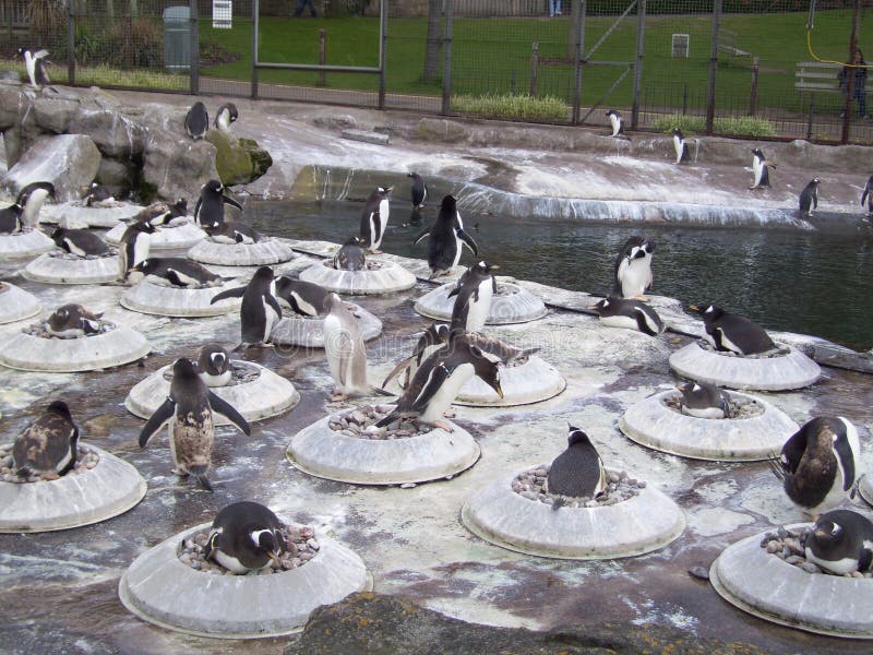 Penguin Pool stock photo. Image of water, enjoy, bond 93004256