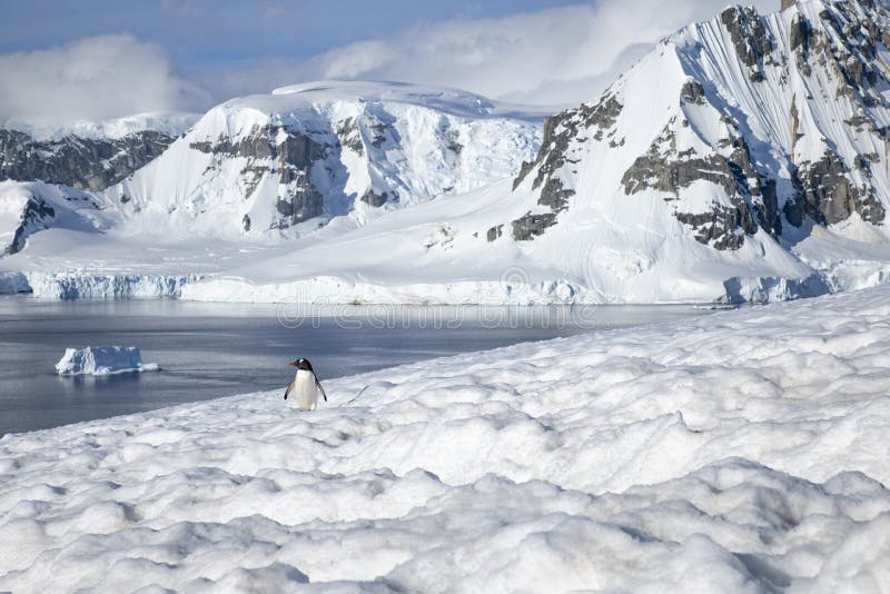 Penguin snow stock photo