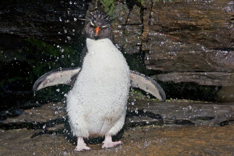 Penguin Under a Stream of Water