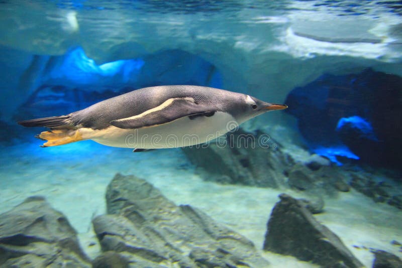 Penguin underwater in sea cave