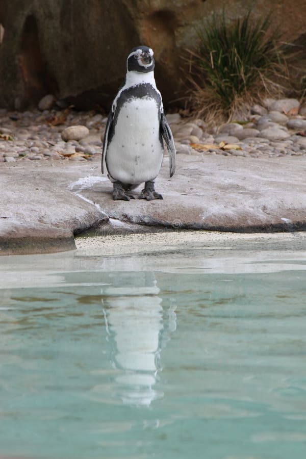 Penguin Zoo, reflection on water stock photos Penguin Zoo, reflection on water stock photos