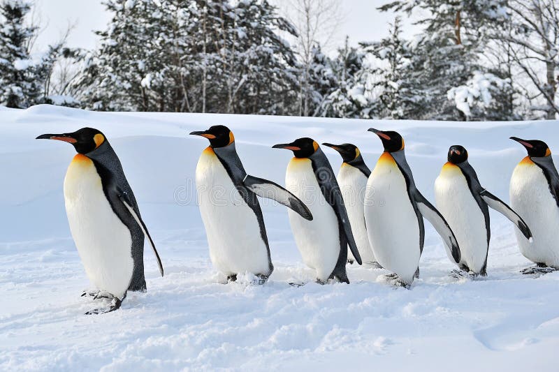 Penguins. At Asahiyama Zoo in Asahikawa, Hokkaido (Japan Penguins. At Asahiyama Zoo in Asahikawa, Hokkaido (Japan