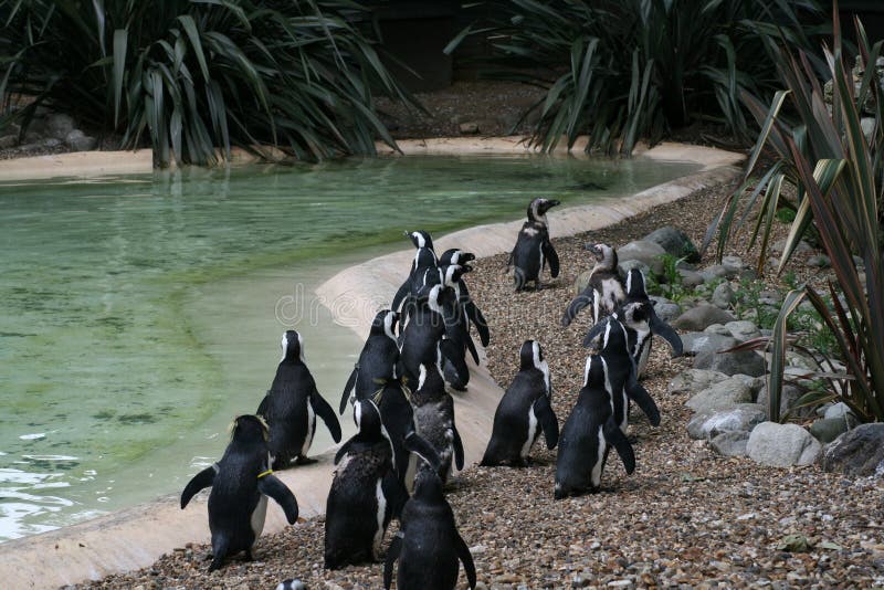 Penguins