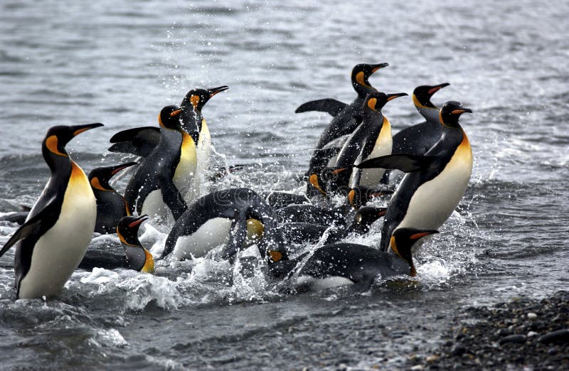 Penguins