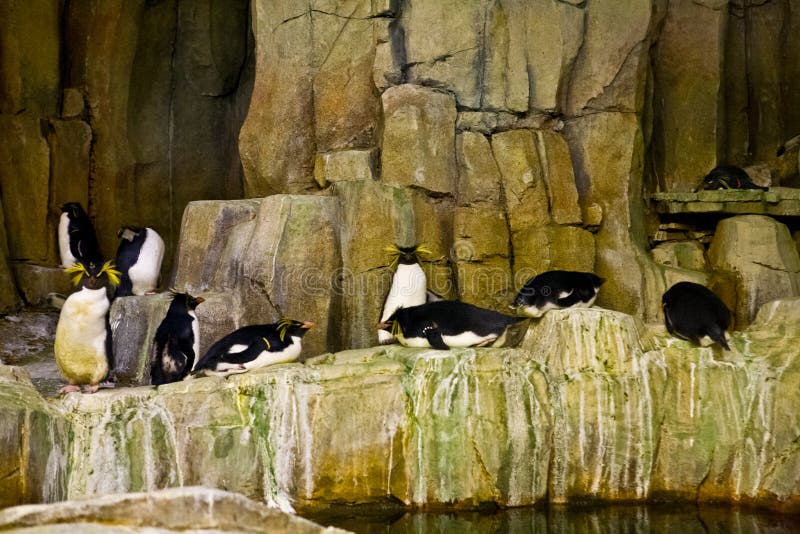 Tučňáci v montrealu Akvárium.