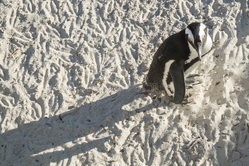 Penguins Beach in Cape Town Stock Image - Image of nature, aquatic