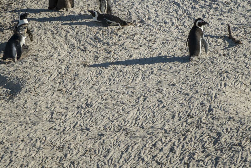 Penguins Beach in Cape Town Stock Image - Image of beach, nature: 87462891