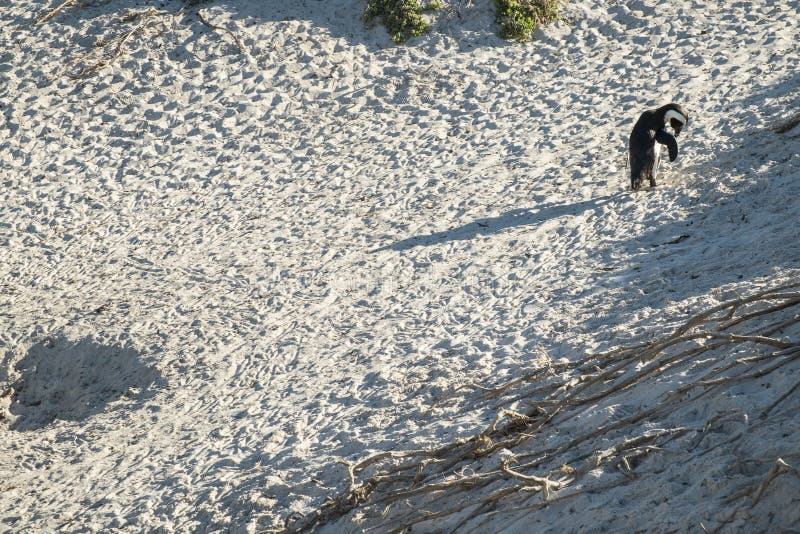 Penguins Beach in Cape Town Stock Image - Image of mountain, outdoor