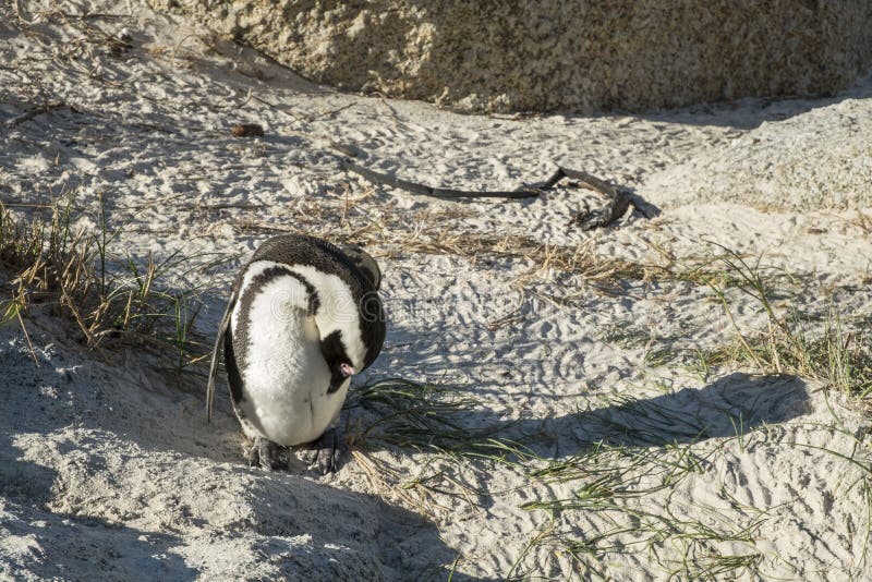 Penguins Beach in Cape Town Stock Image - Image of coastal, behavior