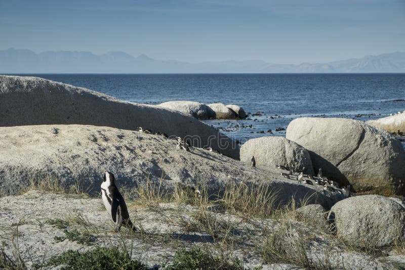 Penguins Beach in Cape Town Stock Photo - Image of sand, atlantic: 87467382