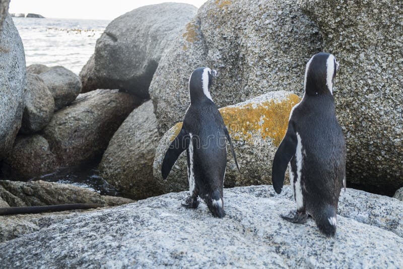 Penguins Beach in Cape Town Stock Image - Image of bird, aquatic: 87468981