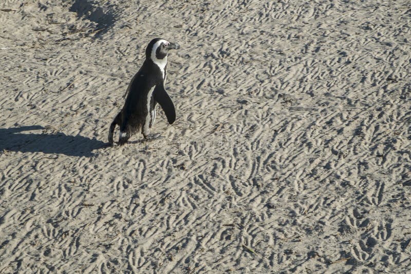 Penguins Beach in Cape Town Stock Image - Image of atlantic, couple