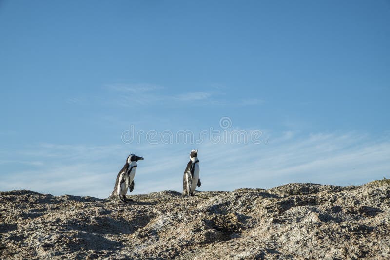 Penguins Beach in Cape Town Stock Photo - Image of nature, africa: 87471056