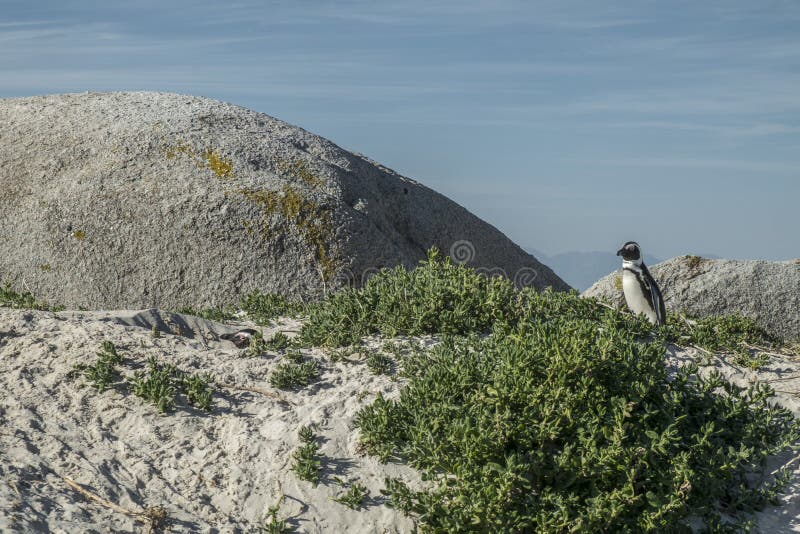 Penguins Beach in Cape Town Stock Image - Image of protected, boulders