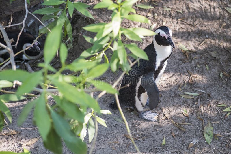 Penguins Beach in Cape Town Stock Image - Image of ocean, couple: 87471349
