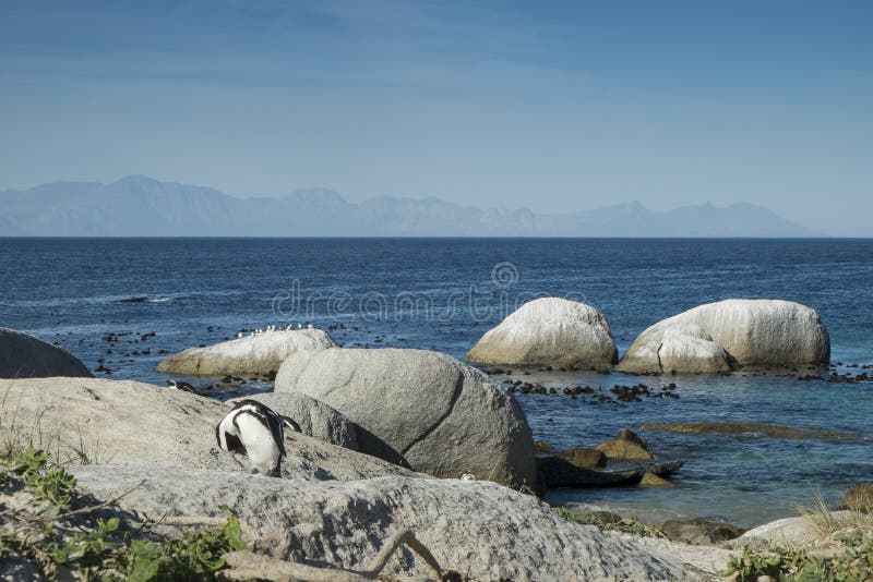 Penguins Beach in Cape Town Stock Photo - Image of bird, coastline
