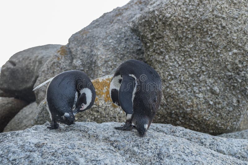 Penguins Beach in Cape Town Stock Photo - Image of penguins, sand: 87474218