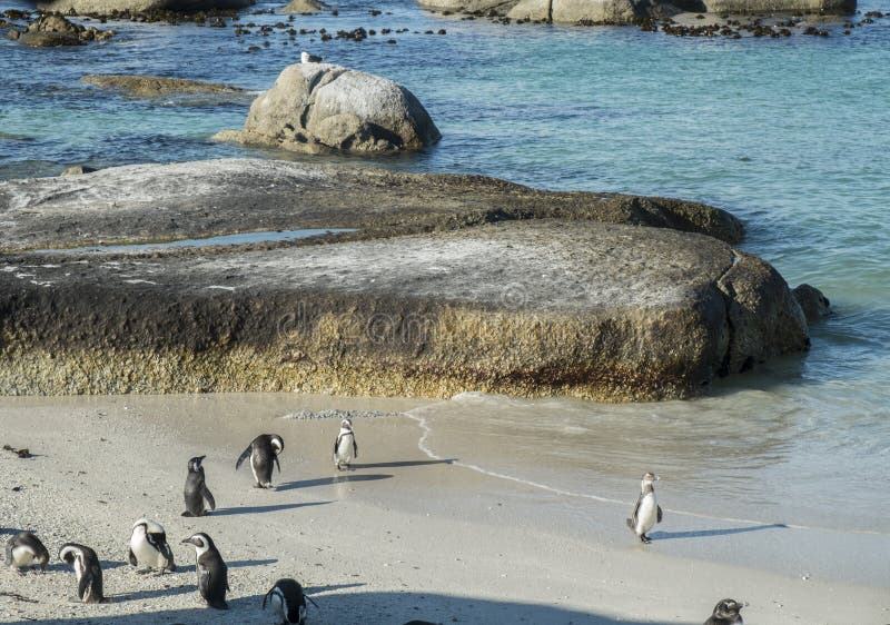 Penguins Beach in Cape Town Stock Image - Image of spheniscus, sand