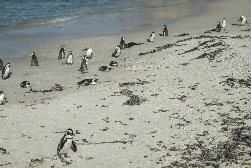 Penguins Beach in Cape Town Stock Image - Image of coastal, ocean: 87476055