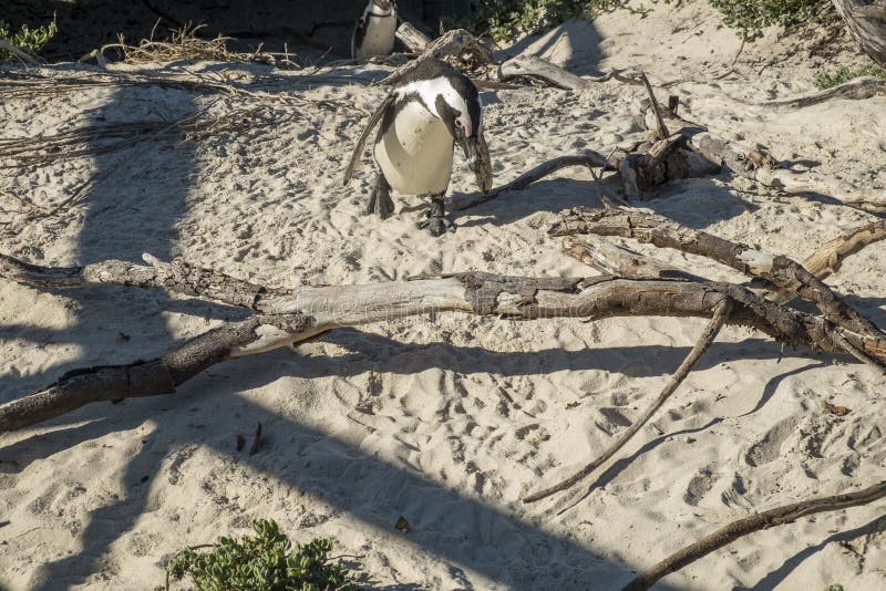 Penguins Beach in Cape Town Stock Photo - Image of couple, cape: 87464668