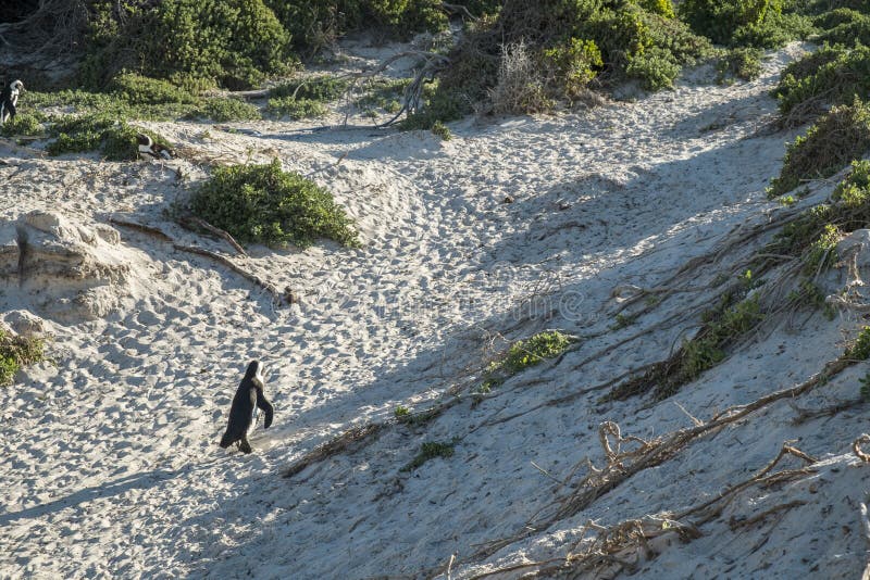 Penguins Beach in Cape Town Stock Image - Image of spheniscus, cape