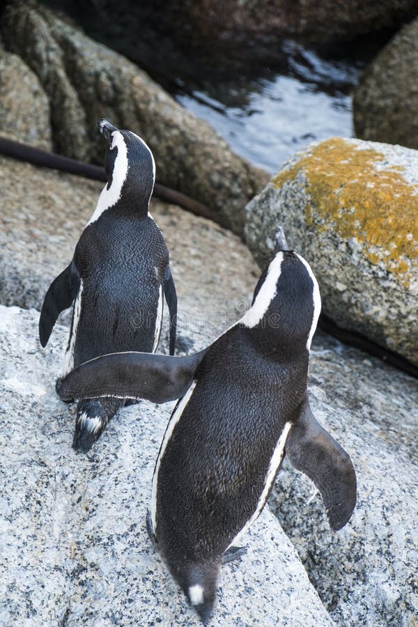 Penguins Beach in Cape Town Stock Image - Image of aquatic, atlantic