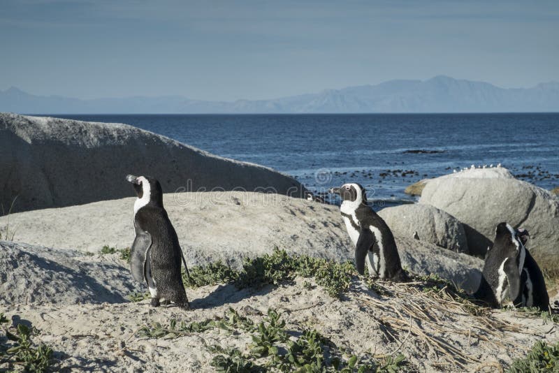 Penguins Beach in Cape Town Stock Image - Image of group, mountain
