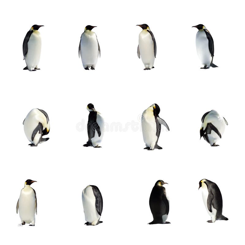 Raccolta di dodici pinguini in diverse pose sul sfondo bianco.