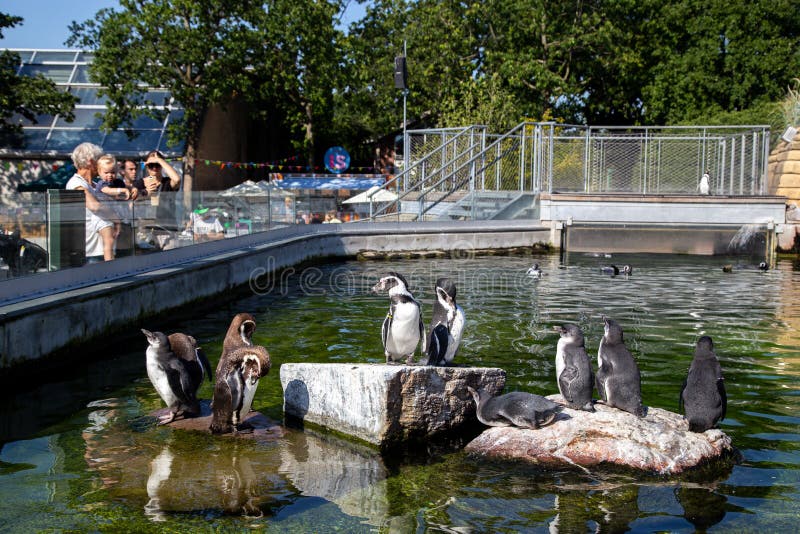 Penguins in Copenhagen Zoo stock image. Image of bird - 168391055