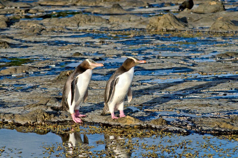 Penguins evening walk