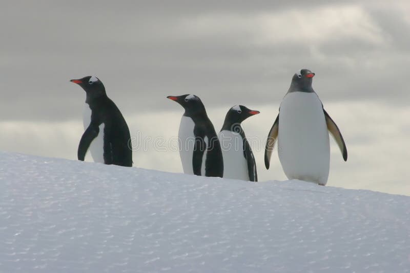 Penguins on an iceberg