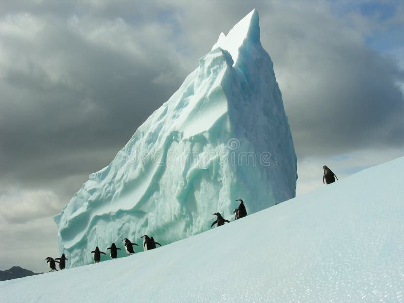 Penguins on iceberg