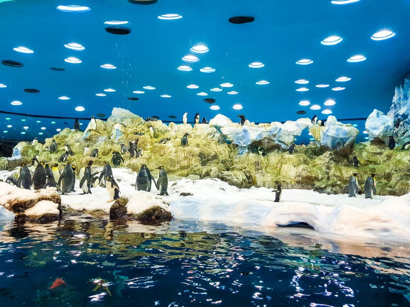 Penguins in Loro Park (Loro Parque). Loro Park is One of the Most Famous Europa Animal Parks, Tenerife, Canary Islands Editorial Stock Image - Image of black, active: 142734534 Penguins in Loro Park (Loro Parque). Loro Park is One of the Most Famous Europa Animal Parks, Tenerife, Canary Islands Editorial Stock Image - Image of black, active: 142734534