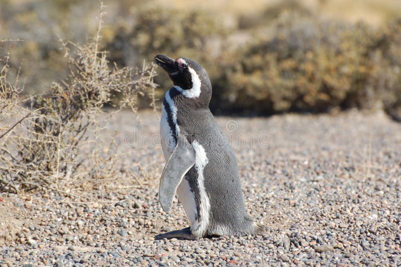 Argentina. Amazing Wildlife in Ushuaa. Penguins. Stock Image - Image of  animals, amazing: 183578655