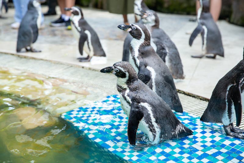 Penguins Show in the Water in the Zoo Stock Photo - Image of park ...