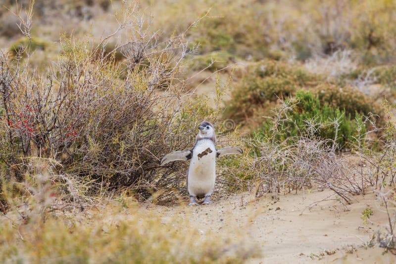 Pingüino en.