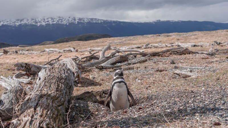 Penguins and wildlife at Isla Martillo, Beagle Channel Ushuaia Patagonia Tierra del Fuego Argentina. Penguins at Isla Martillo, Beagle Channel Ushuaia Patagonia stock images Penguins and wildlife at Isla Martillo, Beagle Channel Ushuaia Patagonia Tierra del Fuego Argentina. Penguins at Isla Martillo, Beagle Channel Ushuaia Patagonia stock images