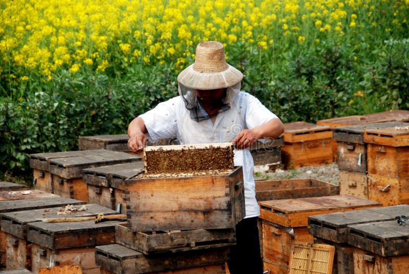 Pengzhou, China: Beekeeper at Work