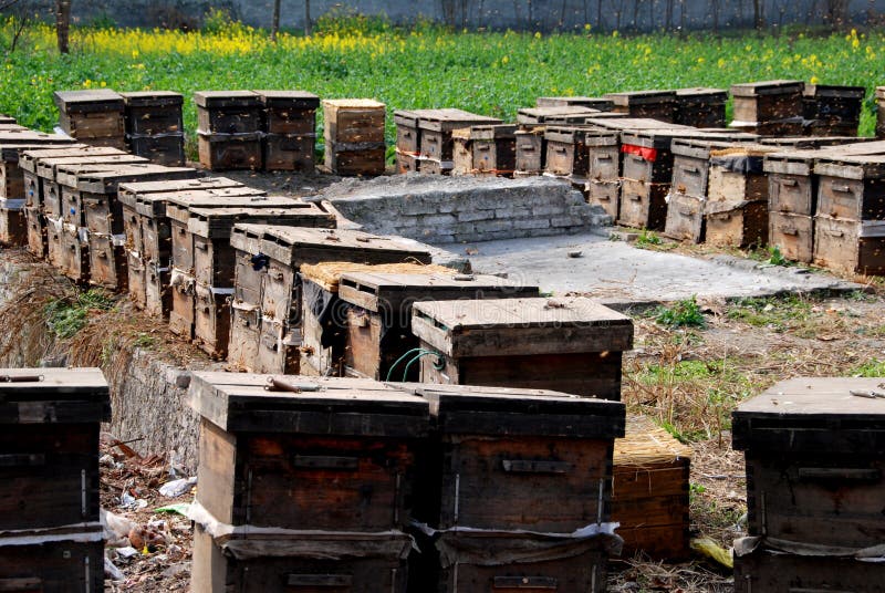 Bees swarming around commercial wooden hive boxes on a Sichuan province farm in the Pengzhou, China countryside - Lee Snider Photo. Bees swarming around commercial wooden hive boxes on a Sichuan province farm in the Pengzhou, China countryside - Lee Snider Photo.