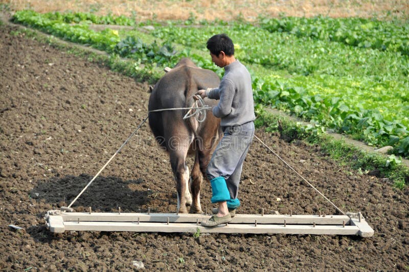Pengzhou, China: Farmer Plowing Field