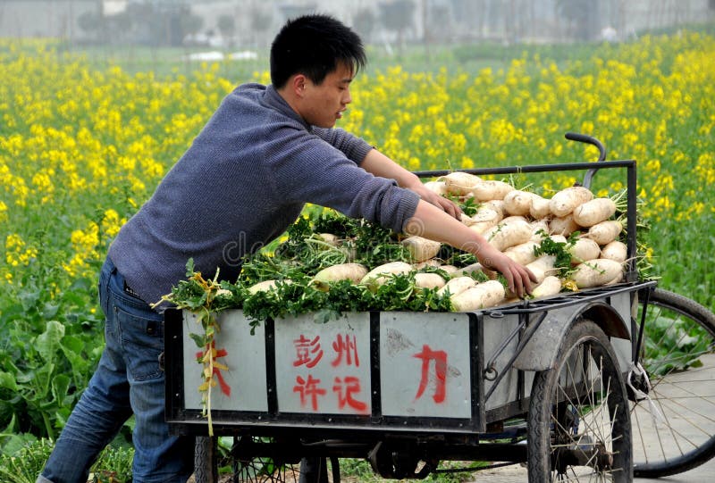 Pengzhou, China: Farmer with Radishes royalty free stock images