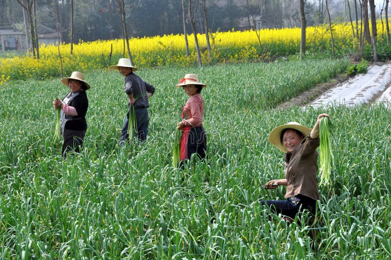 Pengzhou, China: Farmers Harvesting Garlic