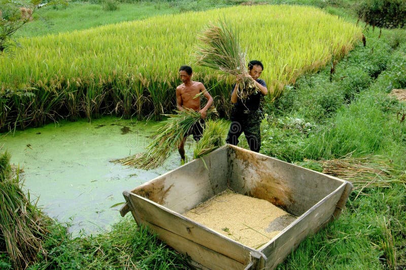 Pengzhou, China: Farmers Harvesting Rice