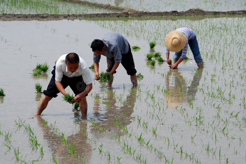 Pengzhou, China: Farmers Planting Rice royalty free stock photography