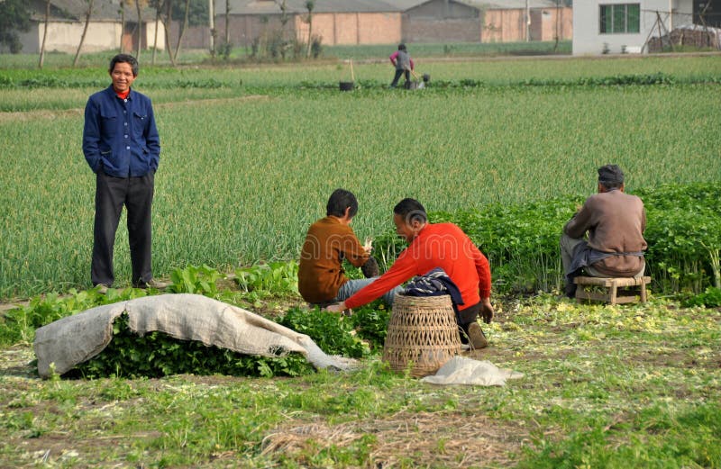 Pengzhou, China: Landbouwers die Selderie oogsten stock foto's Pengzhou, China: Landbouwers die Selderie oogsten stock foto's