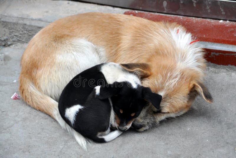 Pengzhou, China: Mutterhund und ihr Welpe stockfotografie Pengzhou, China: Mutterhund und ihr Welpe stockfotografie