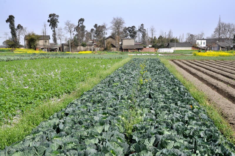 Pengzhou, China: Spring Crops and Fields