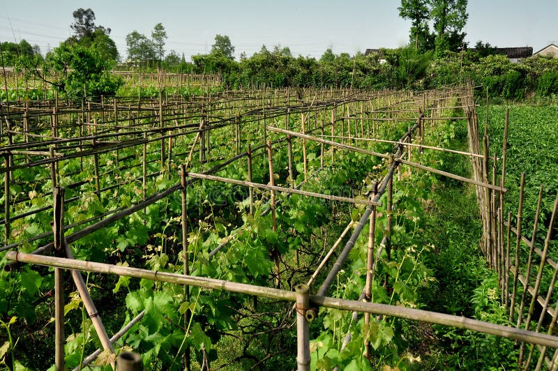 Pengzhou, China: Weinreben im Weinberg lizenzfreie stockfotos Pengzhou, China: Weinreben im Weinberg lizenzfreie stockfotos